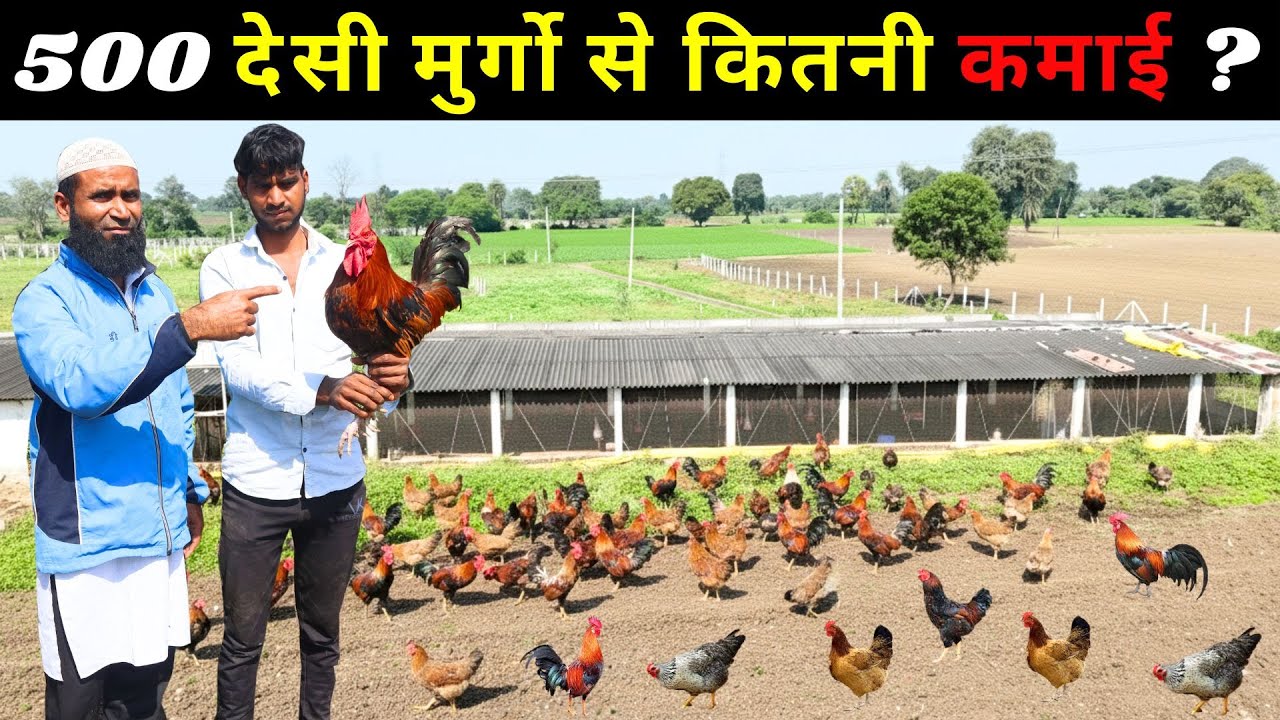 देसी मुर्गा फार्म से 3 लाख महीना कमाता हूँ II जाने पूरी जानकारी II Desi Murga Farm II Poultry Farm