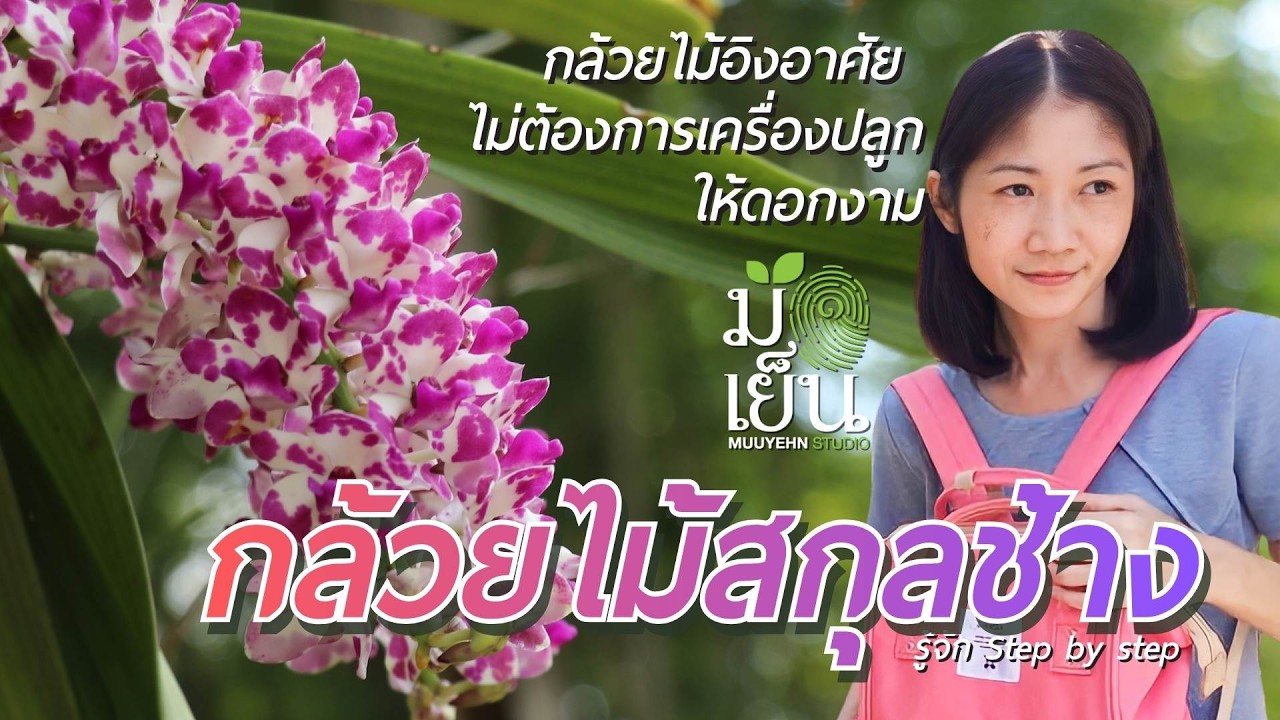 กล้วยไม้สกุลช้าง กล้วยไม้อิงอาศัย ไม่ต้องการเครื่องปลูก ให้ดอกงาม