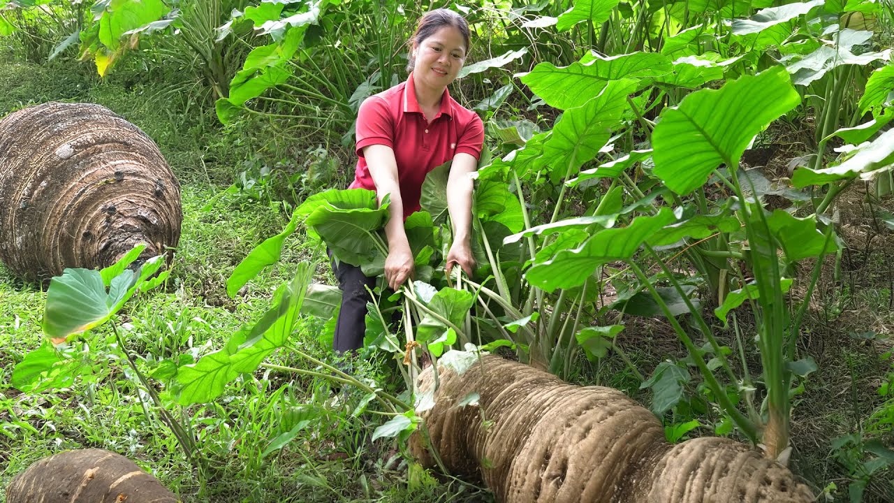 Farm Life: Giant Taro Harvest, Market Selling & Countryside Living