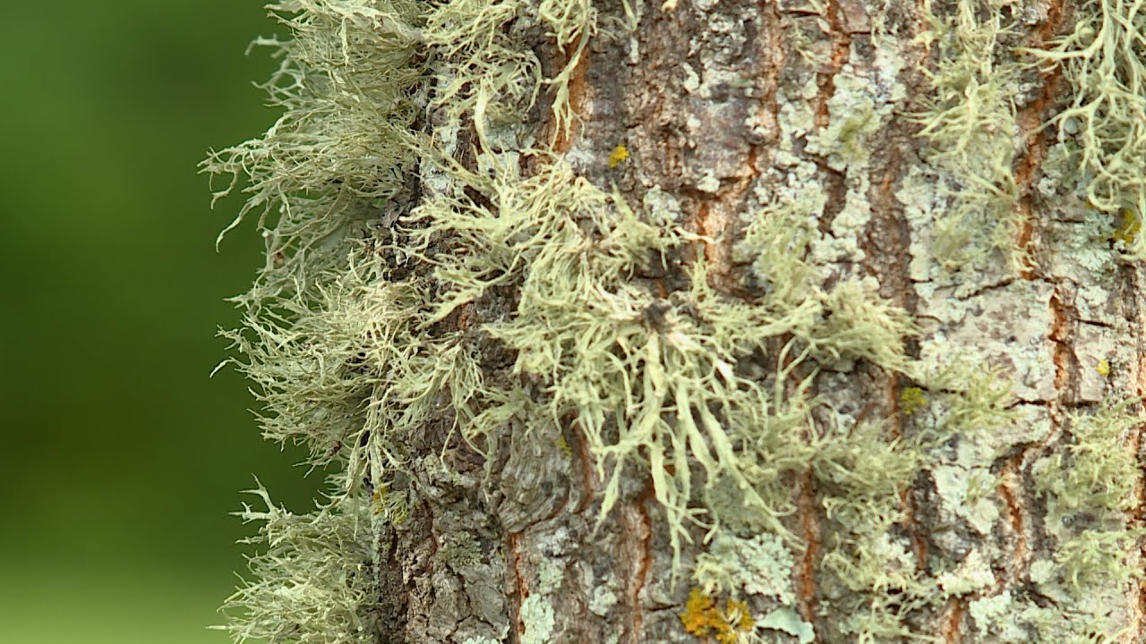Lichen on Trees – Garden Notes