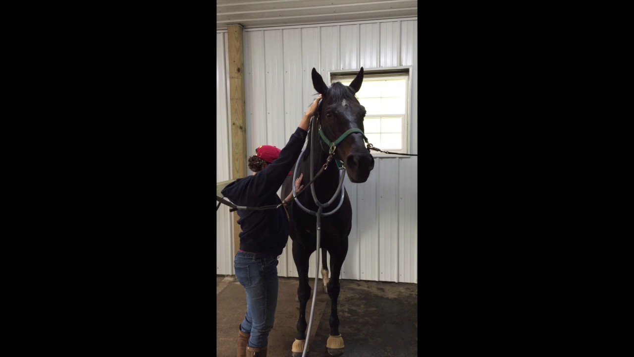Equine Kneads - Intro to PEMF Therapy