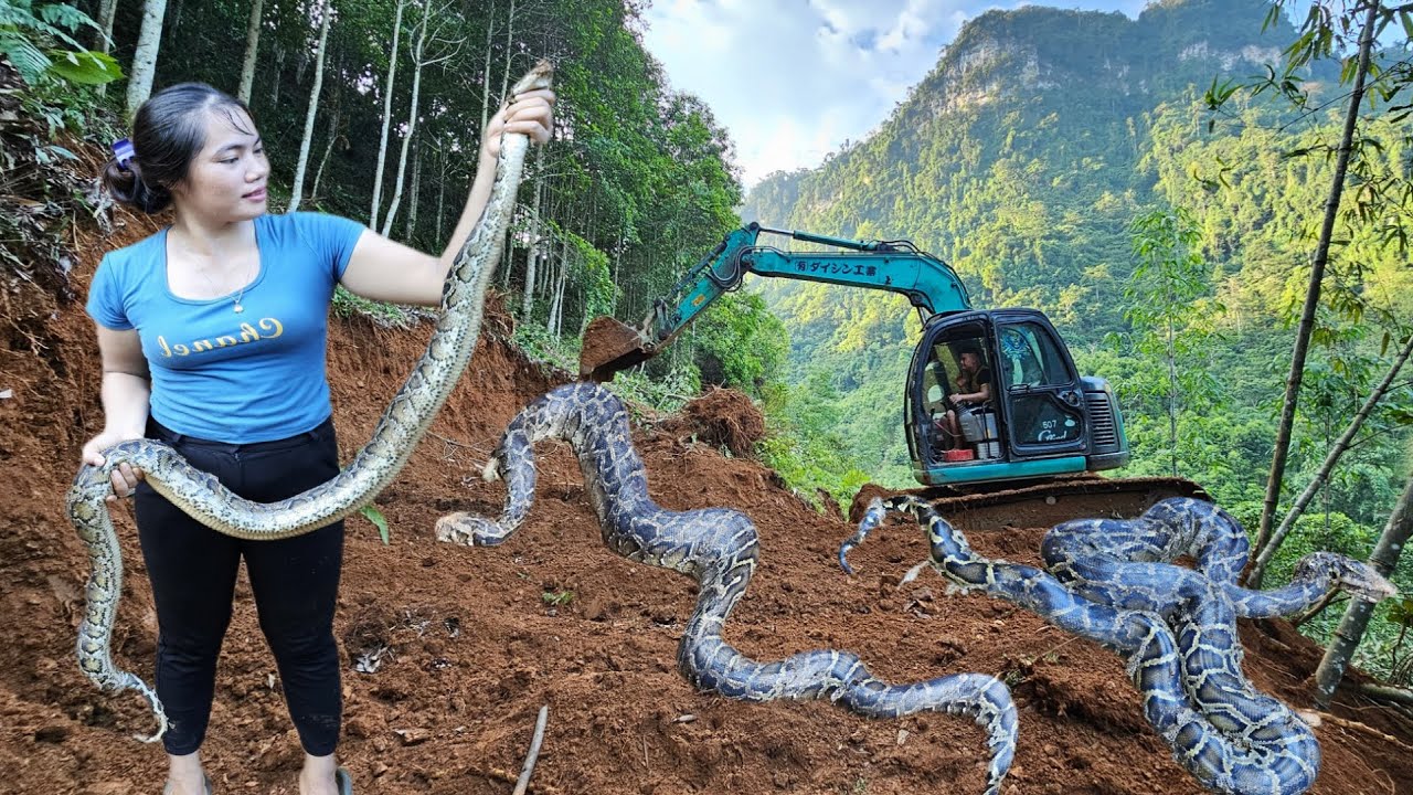 The excavator opens the way to the mountain to meet the giant python.