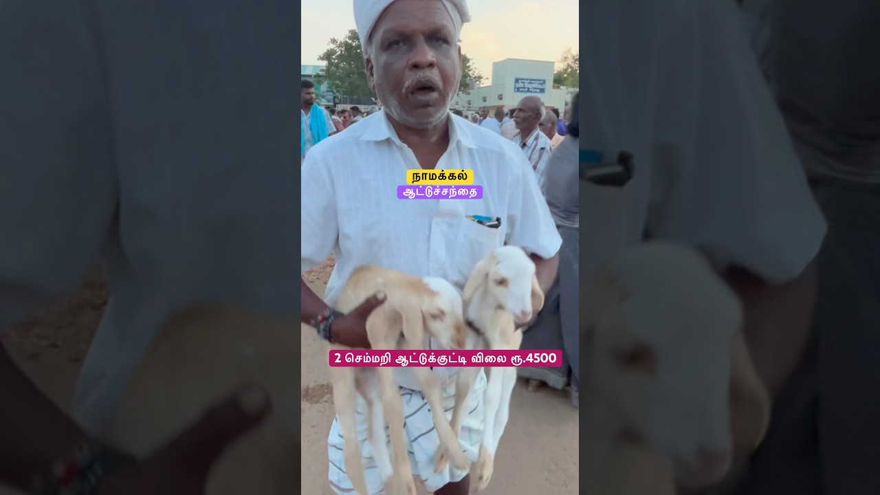 நாமக்கல் ஆட்டுச்சந்தை  । namakkal attu santhai । namakkal goat market । aattu santhai