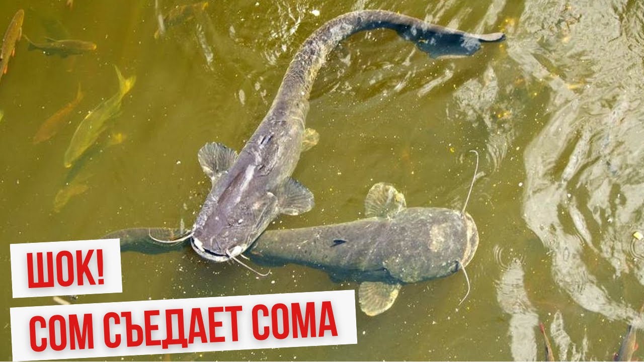 3 МЕТРОВЫЙ СОМ ЭТО НАДО ВИДЕТЬ | ТОП 5 ЛУЧШИХ МОМЕНТОВ НА РЫБАЛКЕ