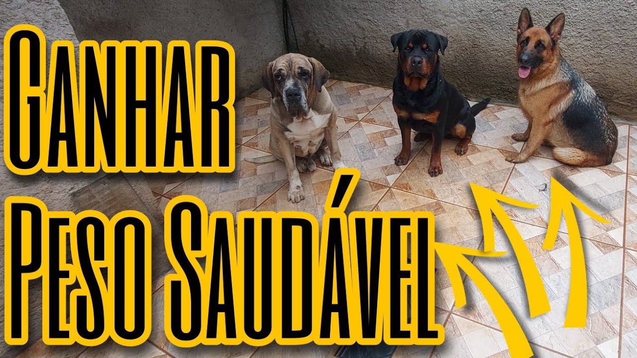 Como faço meu cachorro ganhar peso, Fila Brasileiro, Rottweiler, Pastor Alemão