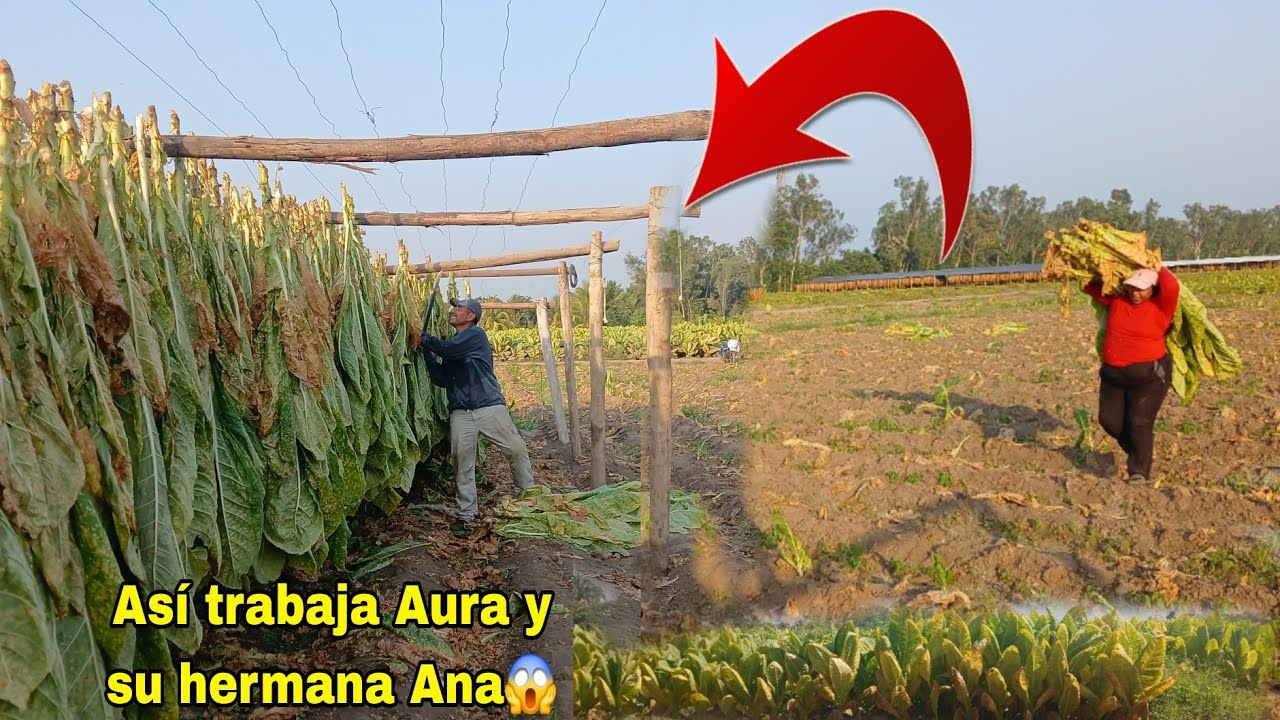 Cortando tabaco con mi hermana Ana😱así trabajamos en el campo Aura dice Q este trabajo si es pesado😱