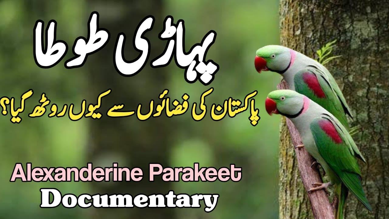 Wild Raw Parrot | Info and Status of Wild Alexandrine Parakeet in Pakistan | Wildlife of Pakistan