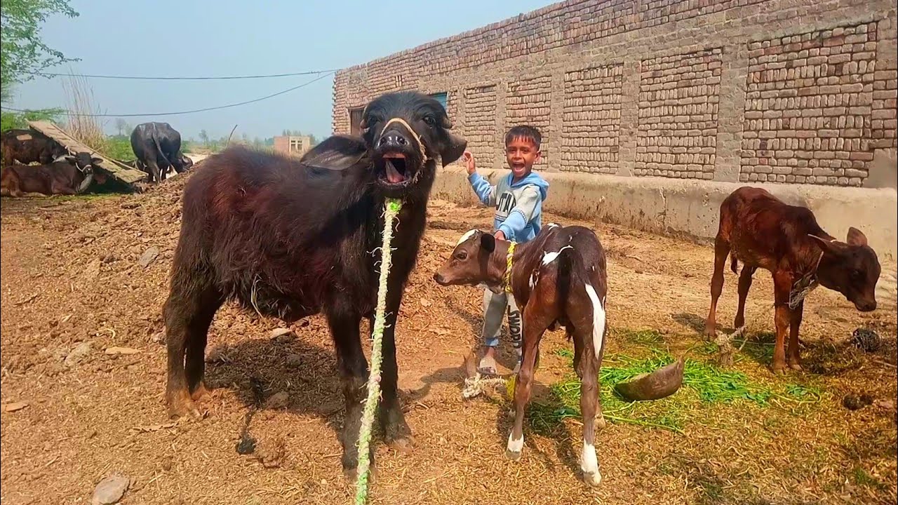 Sultan ko cow baby se milvaya | Adil Charwaha