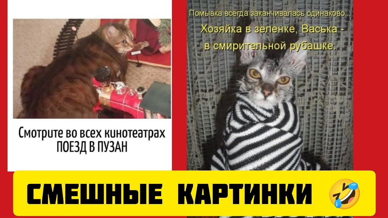 Помывка всегда заканчивалась одинаково.Хозяйка в зелёнке,🐱Васька -В смирительной рубашке.🤣