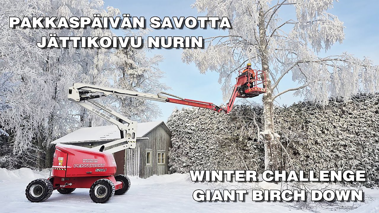 Vaarallinen pihakoivu nurin kuukulkijan avulla | Yard Birch Taken Down with Boom Lift