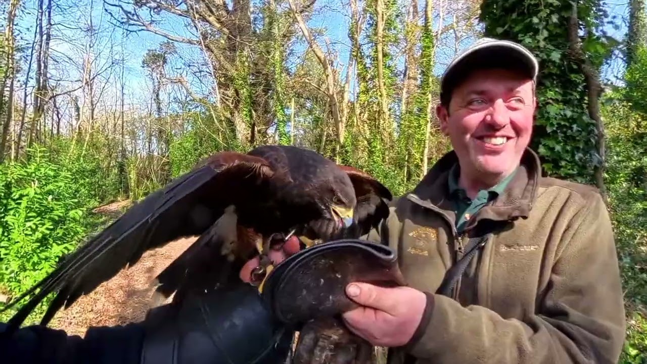 Knights in the Classroom - Falconry