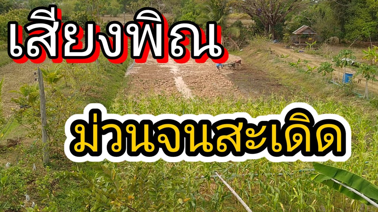 เสียงพิณ ม่วนจนสะเดิด
