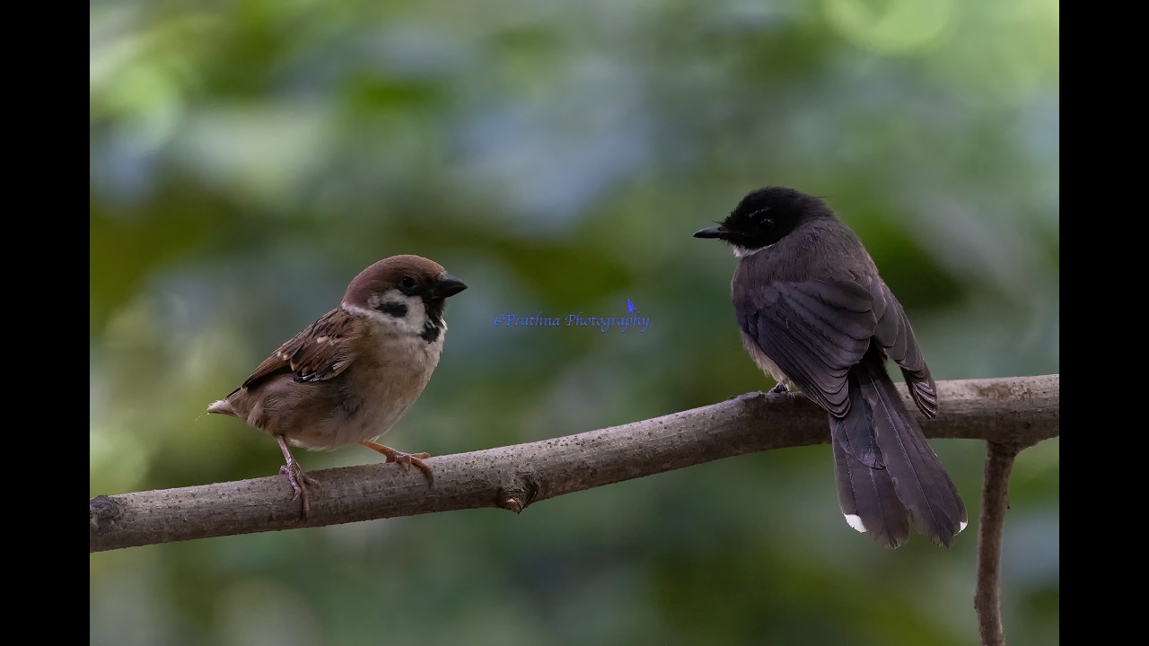 Pied Fantail: #birds #wildlife #wildphotography #birdphotography #nature #naturelovers #landscape