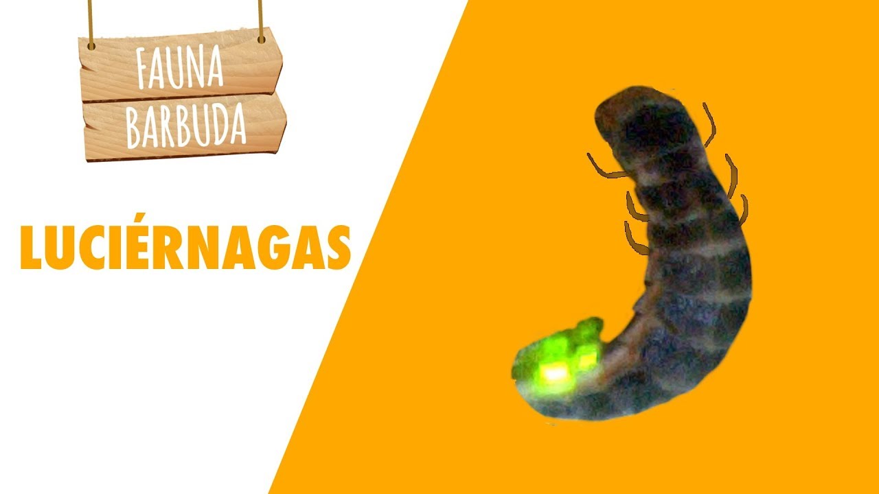 FAUNA BARBUDA 19: Las luciérnagas, unas criaturas mágicas