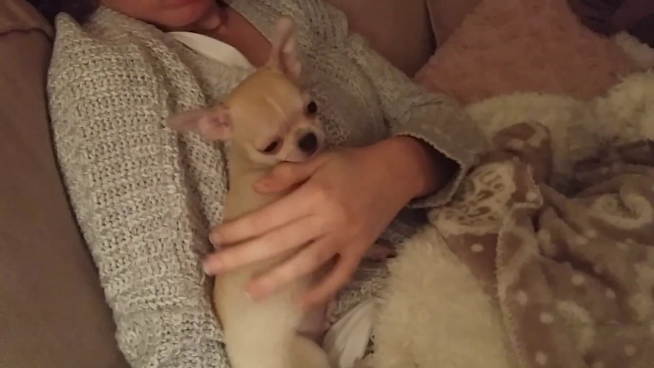 bébé chihuahua 2 mois