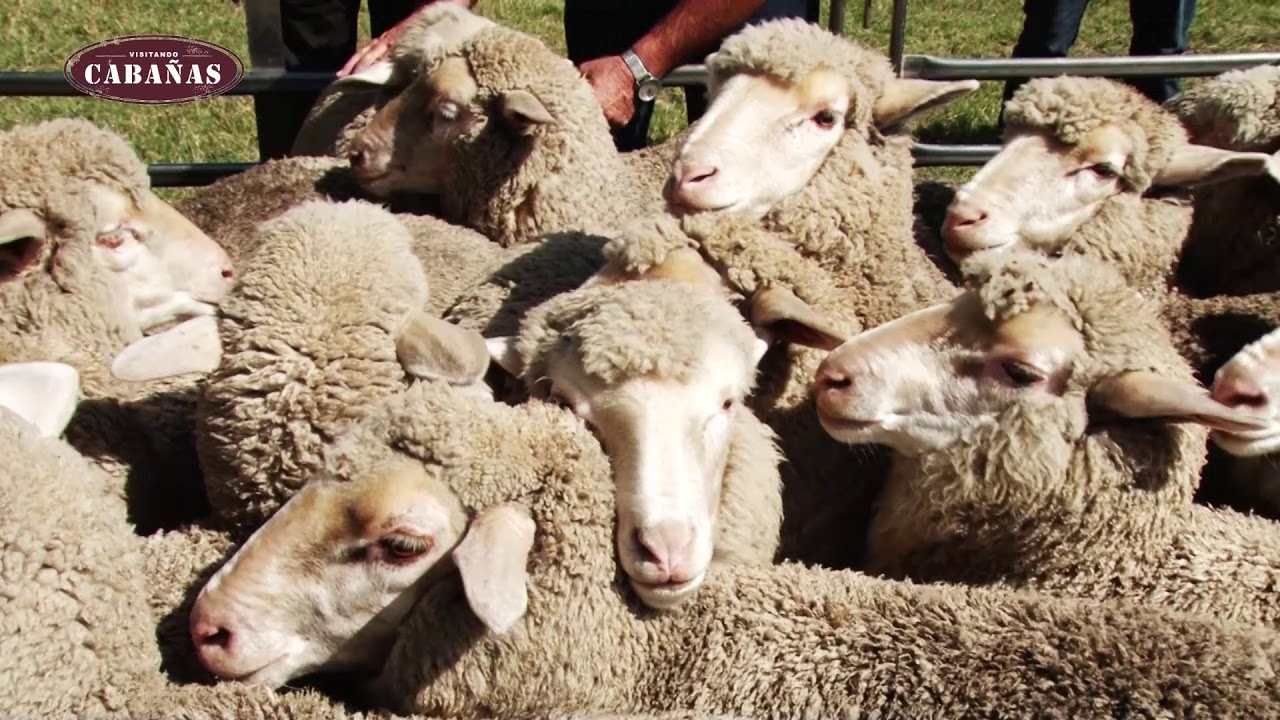 GIRA MERINO DHONE