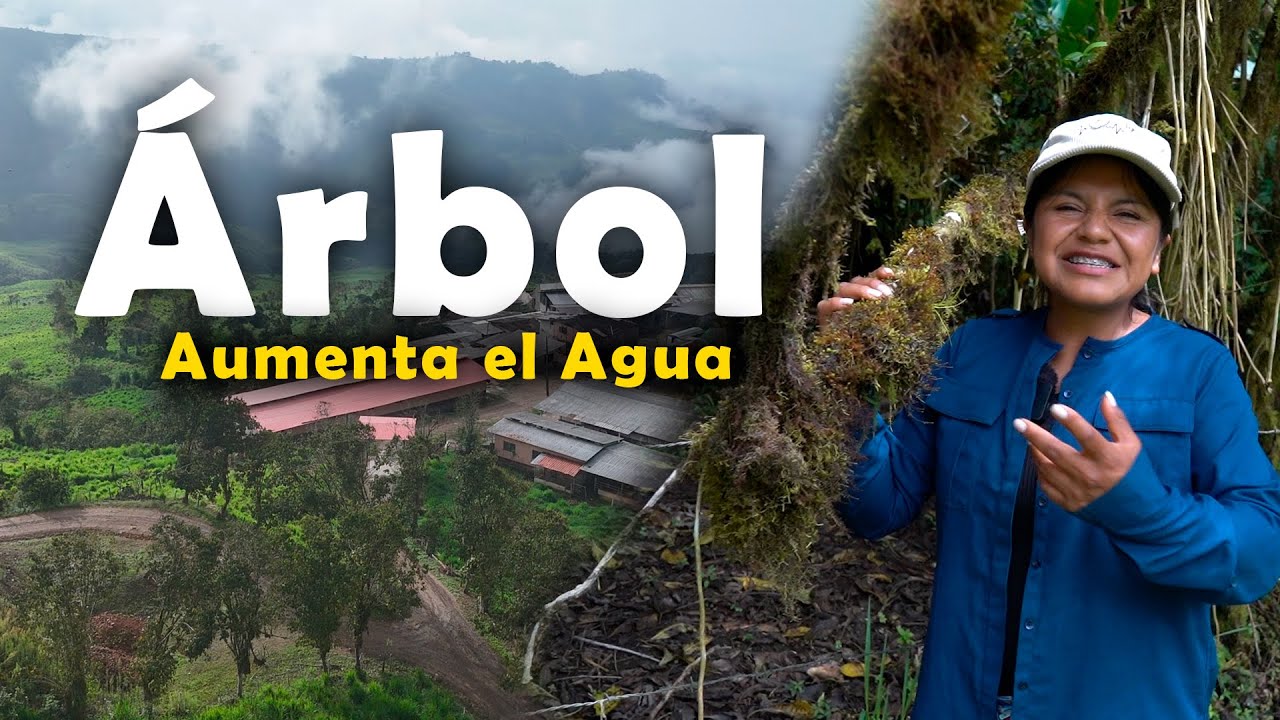 Este árbol aumenta el Agua de una Vertiente 💧🌿