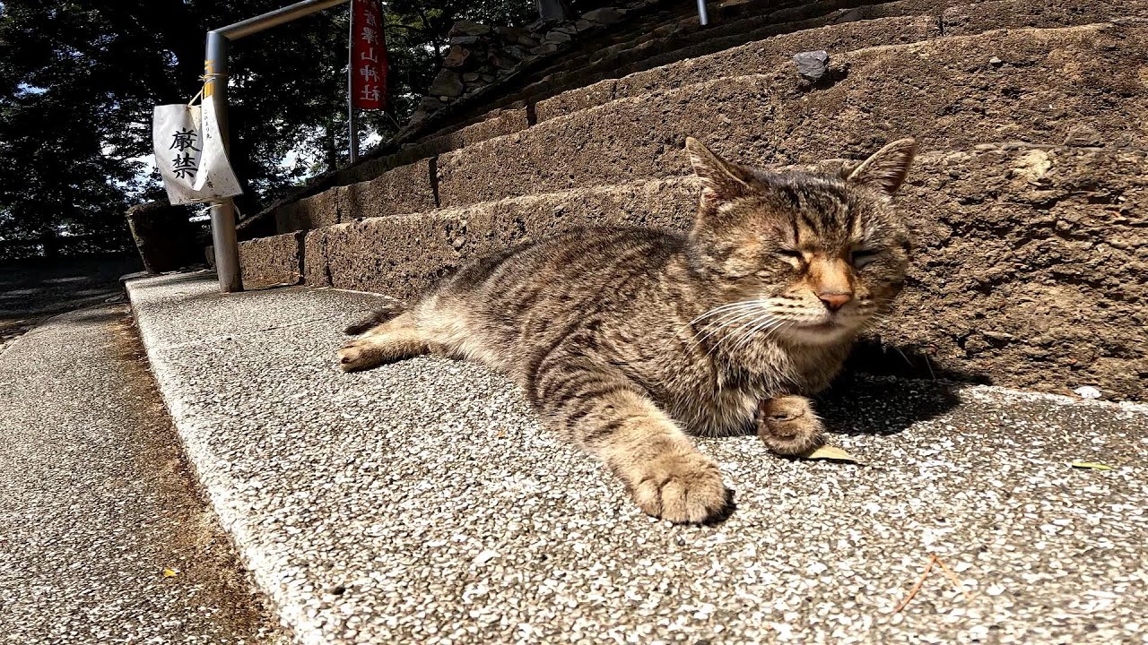 猫神様が階段で参拝者が少なく尻尾をパタパタさせてイラついていました