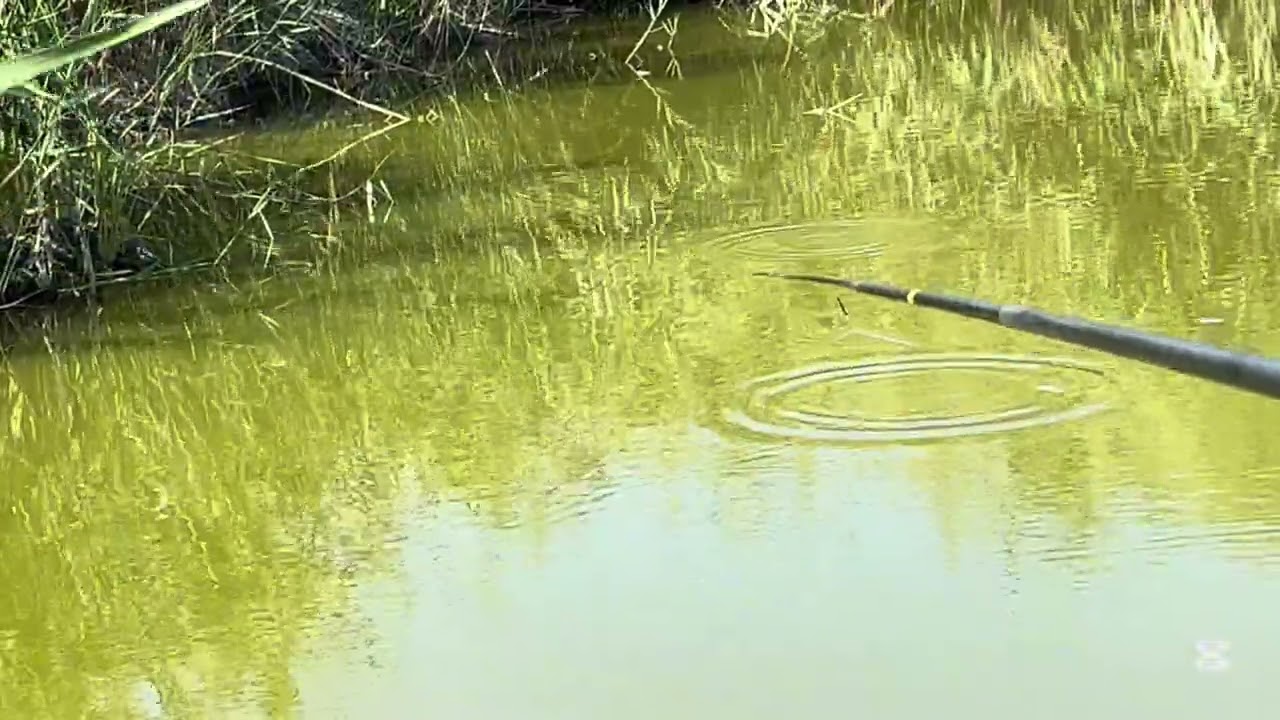 Mi-am întrecut recordul la caras la undița pe caniculă (37 grade)