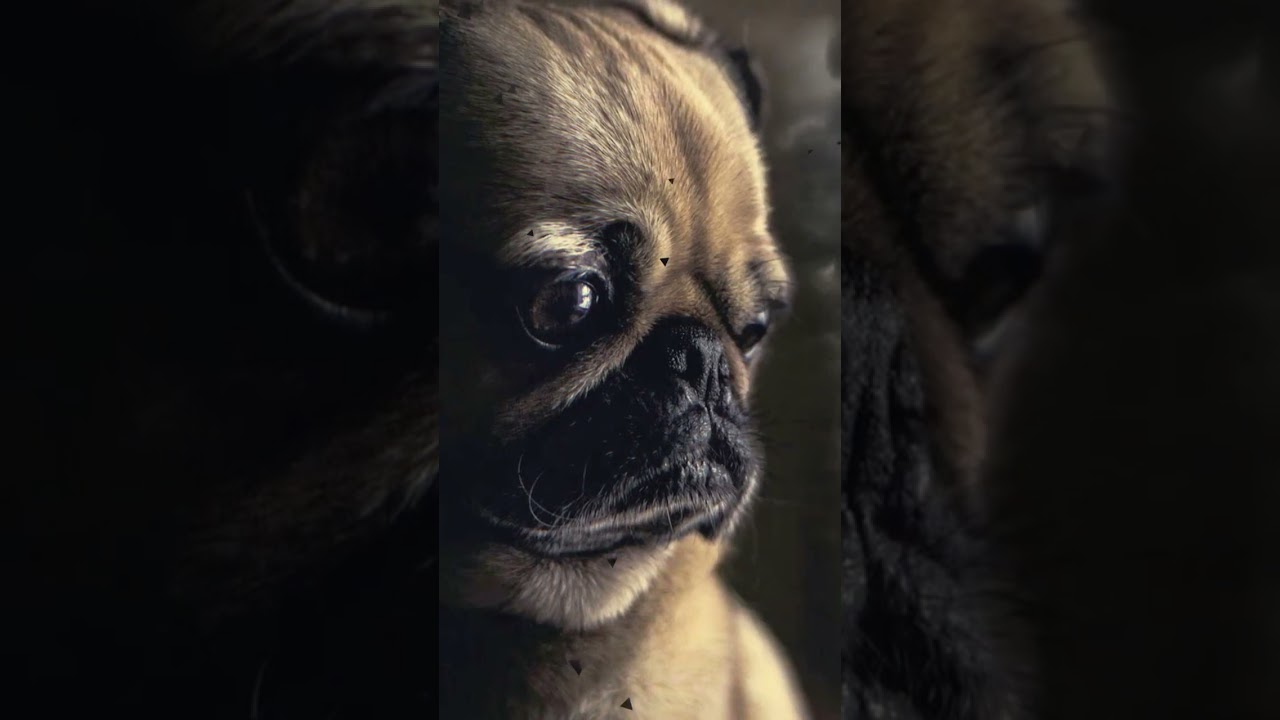Pug with heavy metal