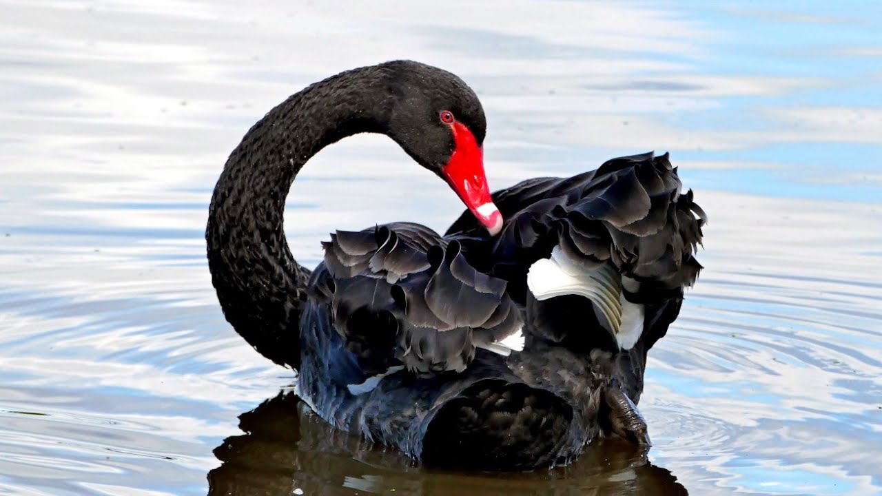 Sound Effects - Black Swan (DanielBorg's Version)