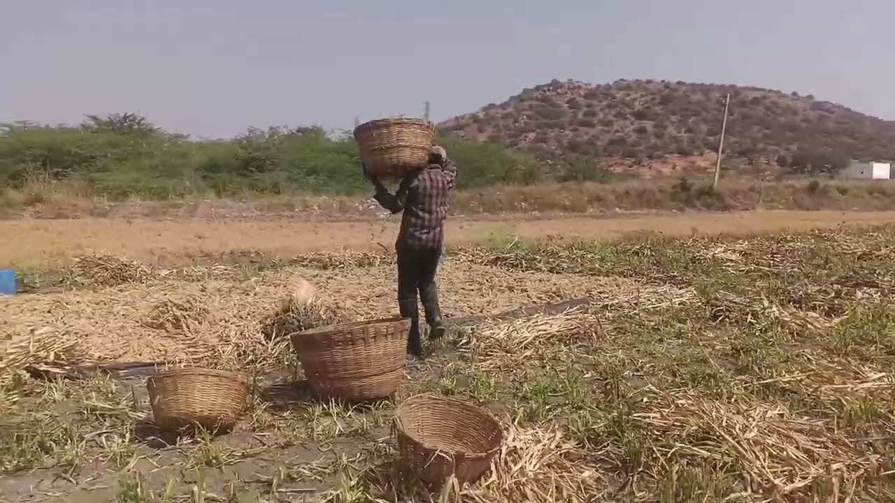 #field #working #vlog #please #subscribe 
