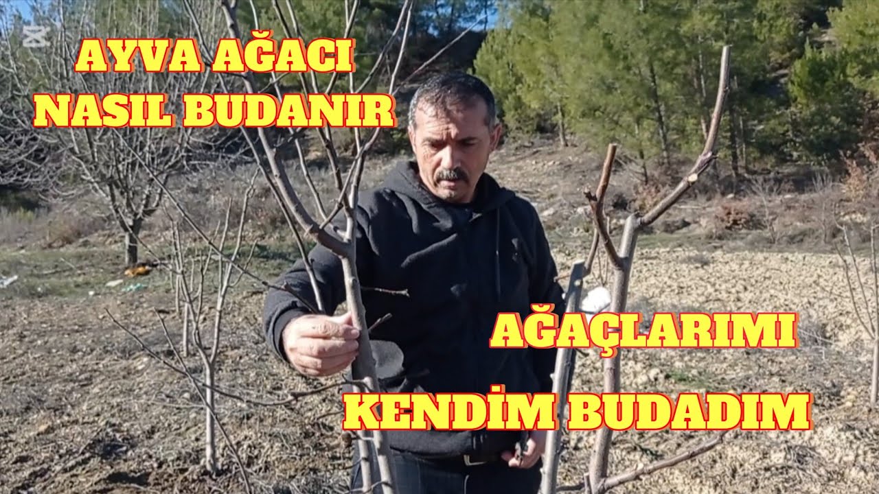 Ayva Ağacı 3. yaş budaması nasıl yapılır. Ayva Ağaçlarımı kendim buluyorum. #ayva #budama