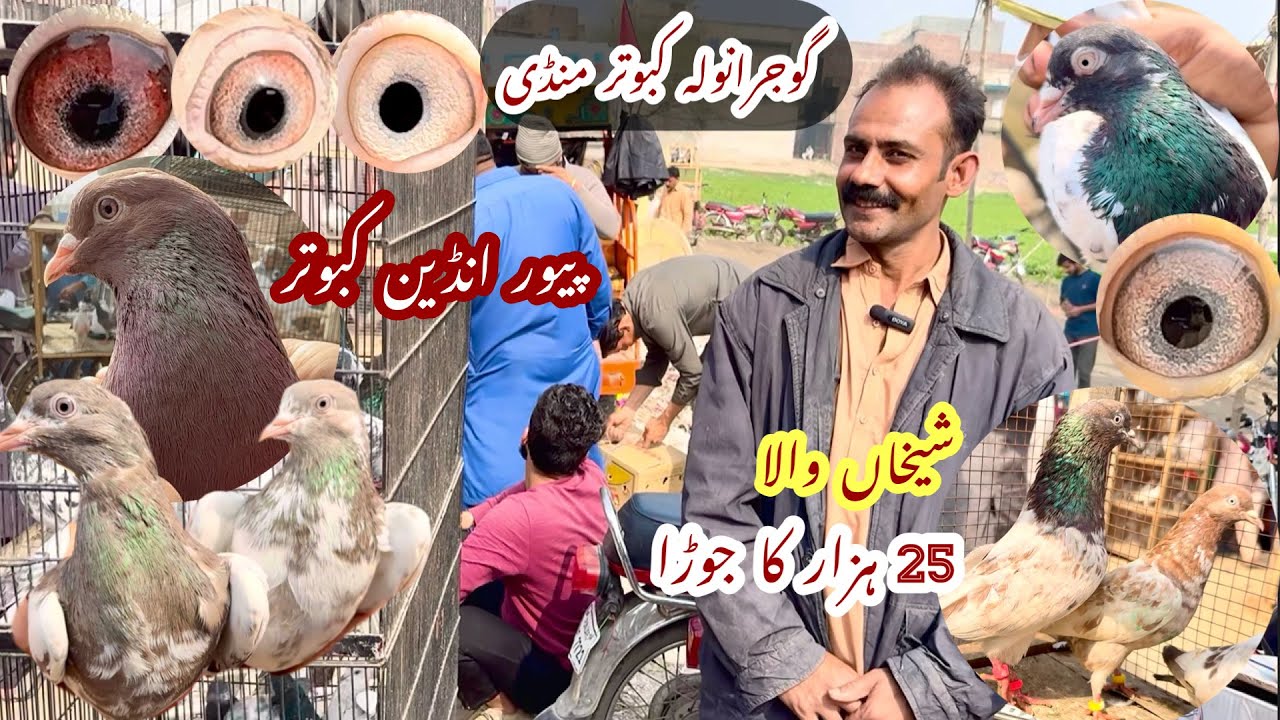 Gujranwala kabootar mandi گوجرانولہ کبوتر منڈی