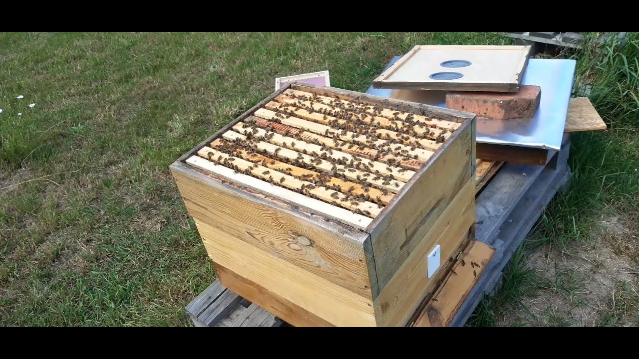 Wychów matek pszczelich na niewielkiej pasiece a produkcja miodu