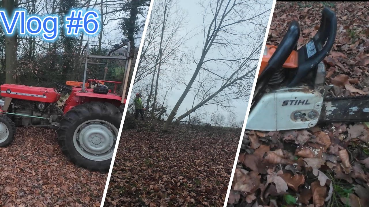 Esche fällen mit MF 155 & 158 | Waldarbeit mit STIHL MS231 & MS440
