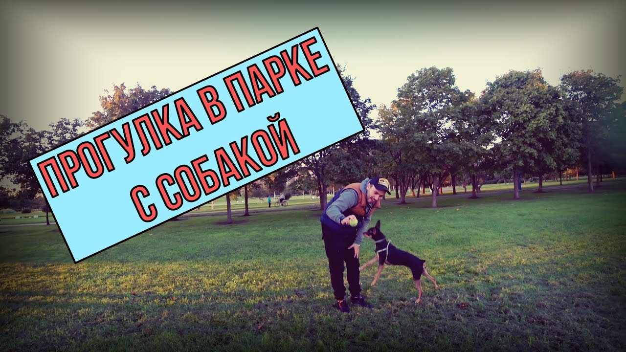 Жизнь с собакой лучше, чем без нее! / Прогулка с той-терьером