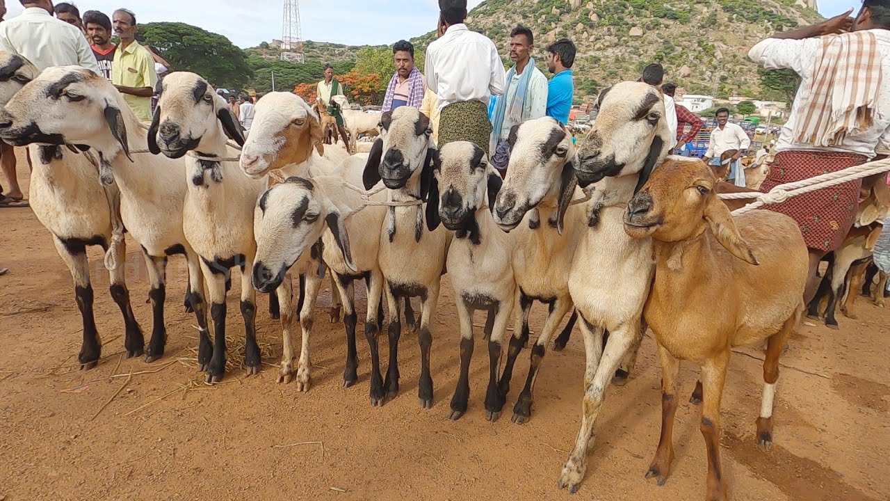 Telugu traders selling in Pavagada sheep market