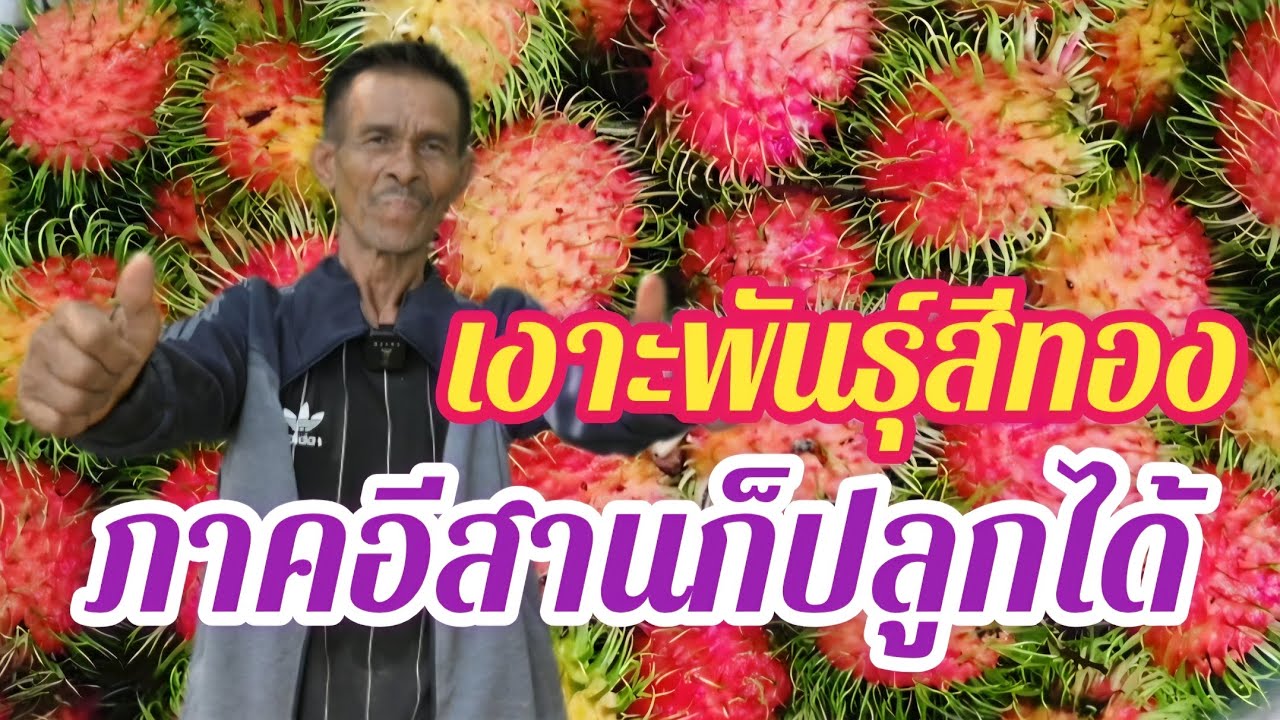 ปลูกเงาะในดินอีสาน เคล็ดลับให้โตไว ติดผลจริง@อ้ายวัช 