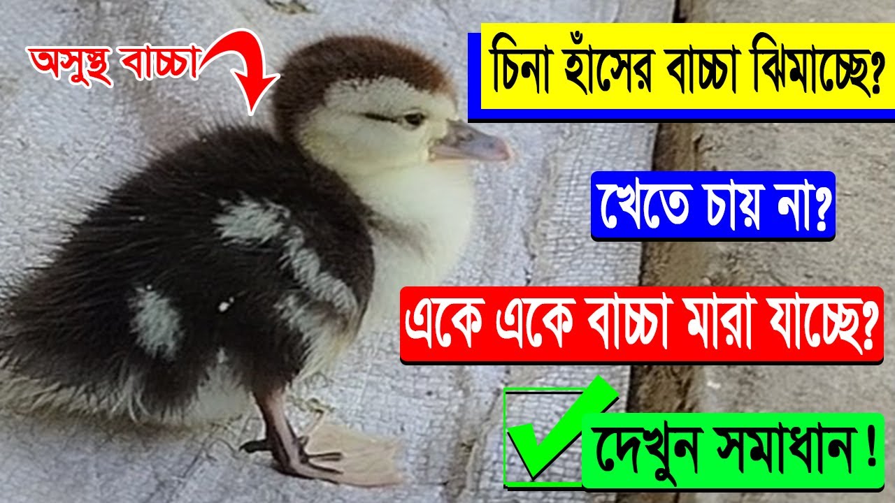 চিনা হাঁসের বাচ্চা ঝিমাচ্ছে, খেতে চায় না এবং একে একে মারা যাচ্ছে? দেখুন সমাধান! Life Khamar