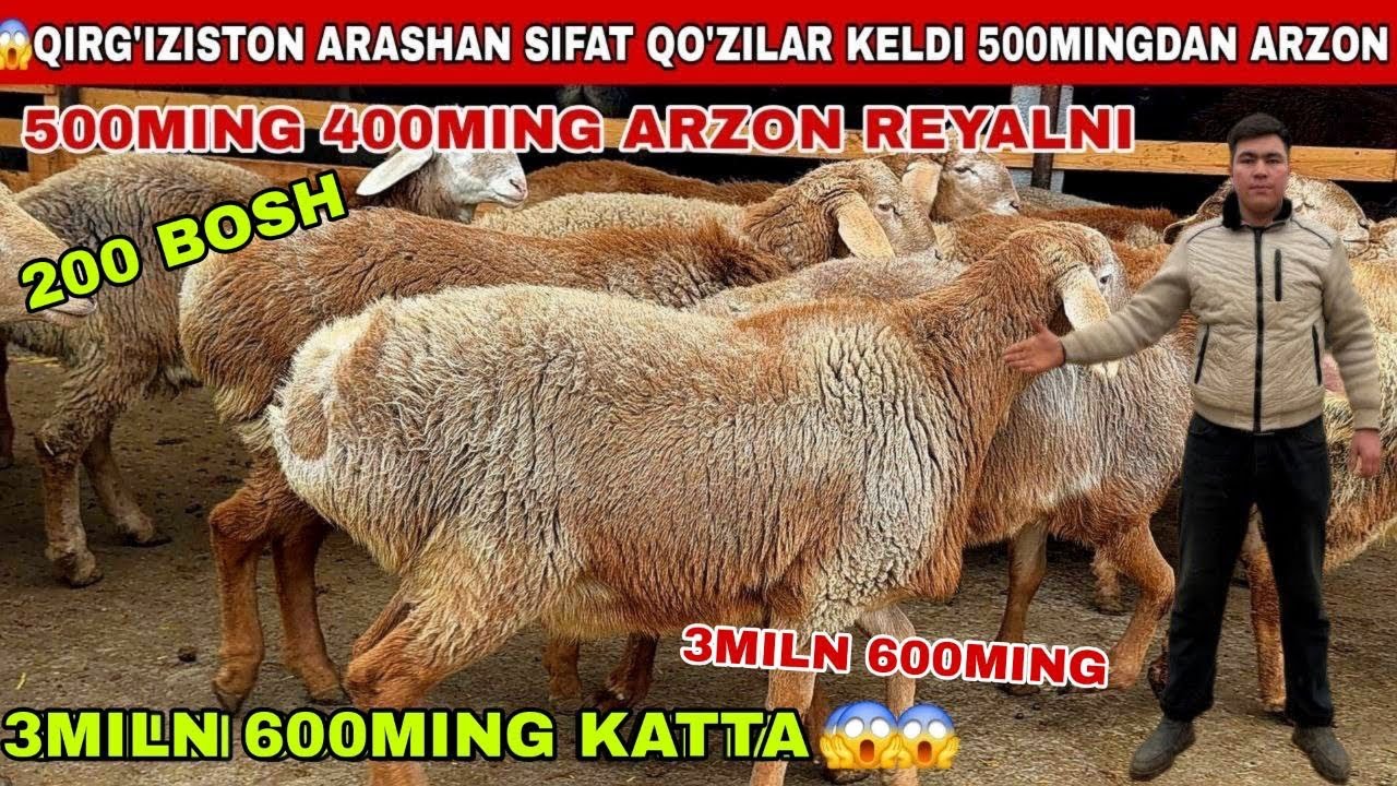 😱200 Bosh keldi 3mikn 600xam bor arashan xisori qo’chqorlar keldi 500mingdan arzon shoshiling