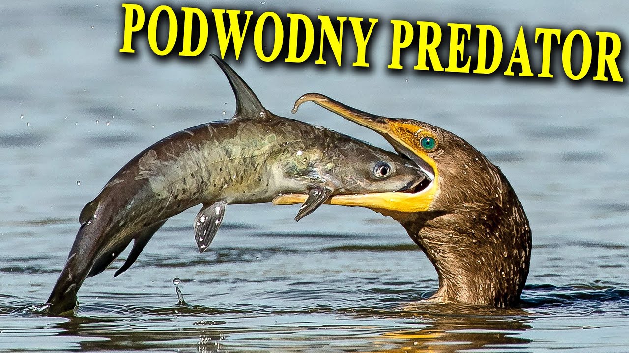 Jak Łowi się Ryby z Użyciem KORMORANÓW?