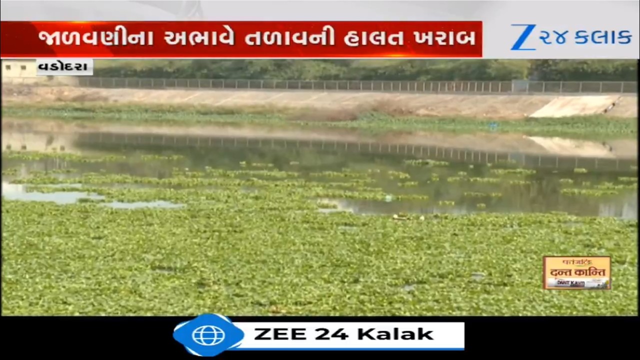 Vadodara: શહેરનો ગોત્રી તળાવ બન્યું જળકુંભીનું કેન્દ્ર, મચ્છરનો ઉપદ્રવ અને અસહ્ય દુર્ગંધ