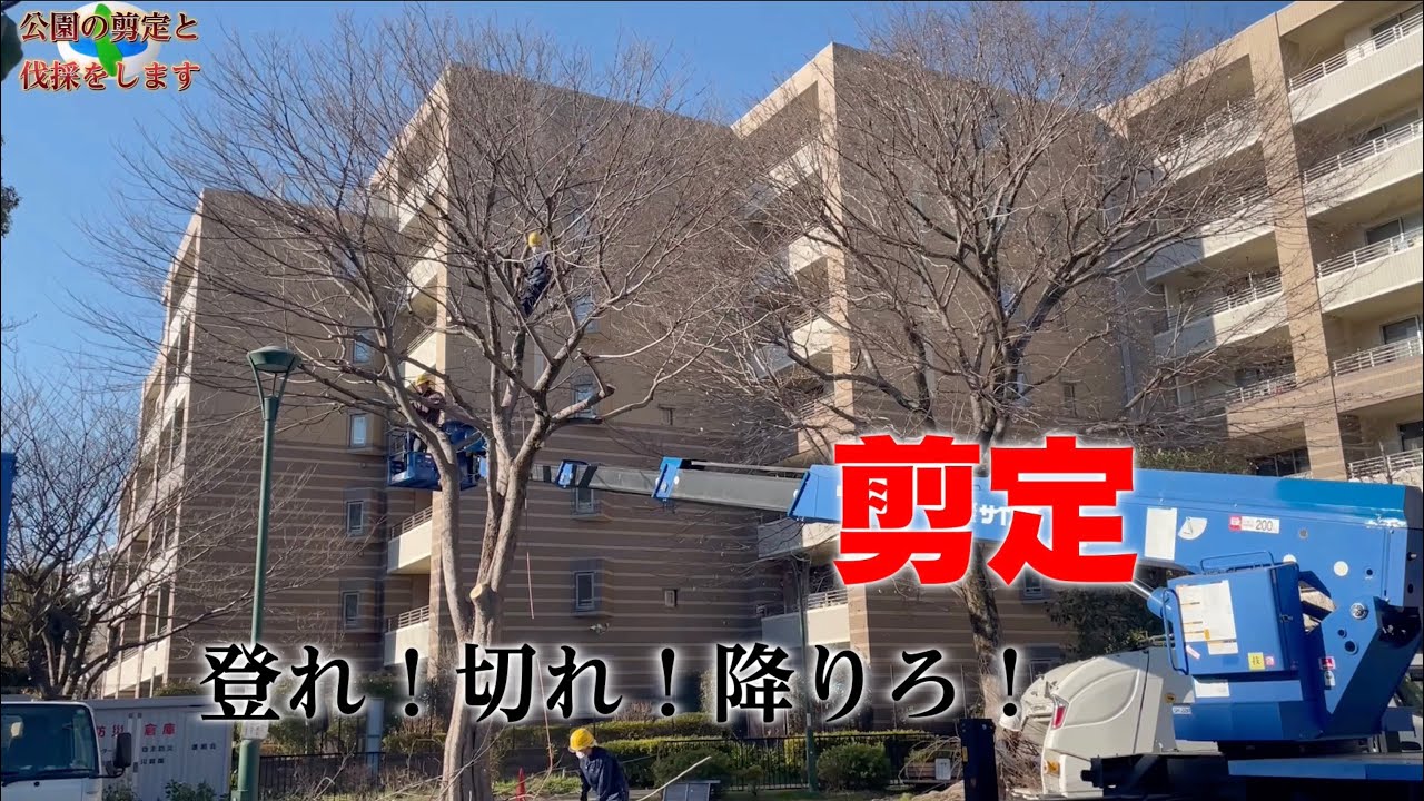 公園丸ごと伐採・剪定！！
