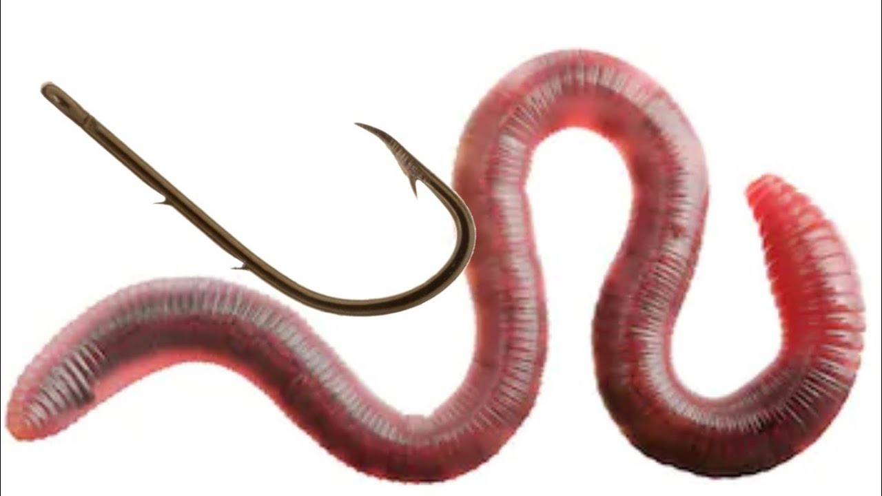 Como poner una lombris en el anzuelo para una buena pesca
