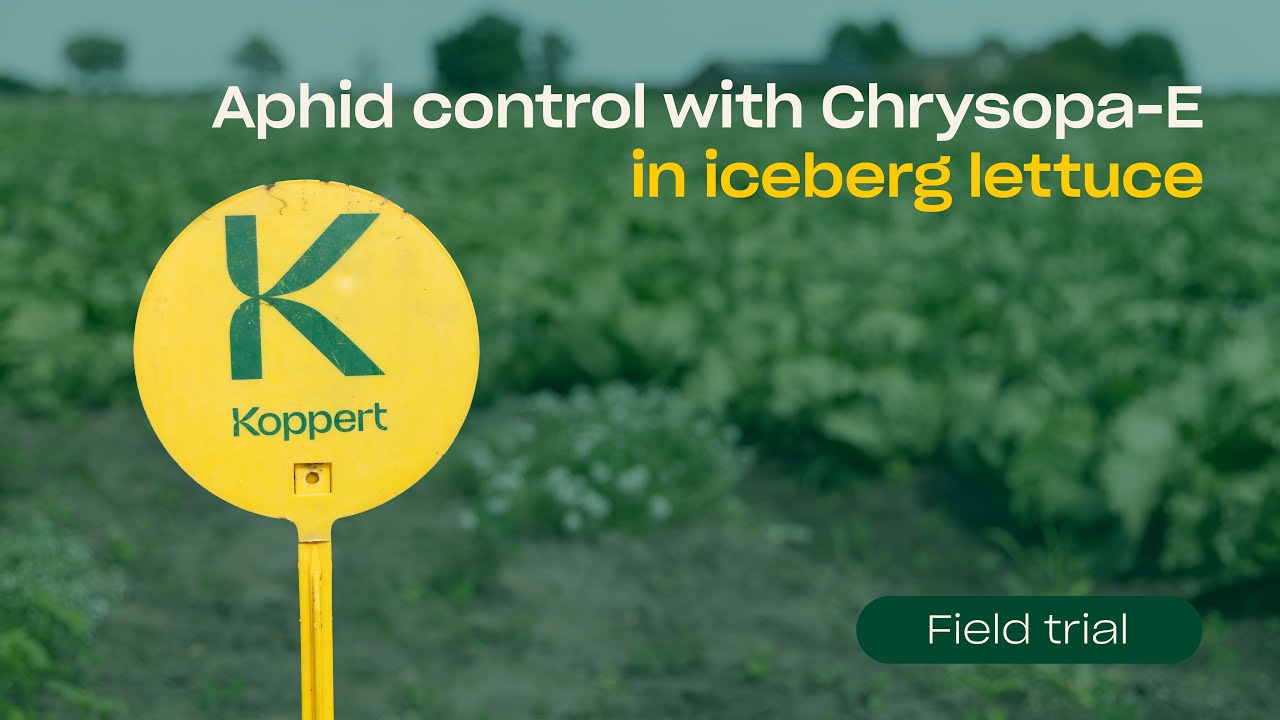 Aphid Control with Green Lacewing (Chrysopa carnea) in Iceberg Lettuce