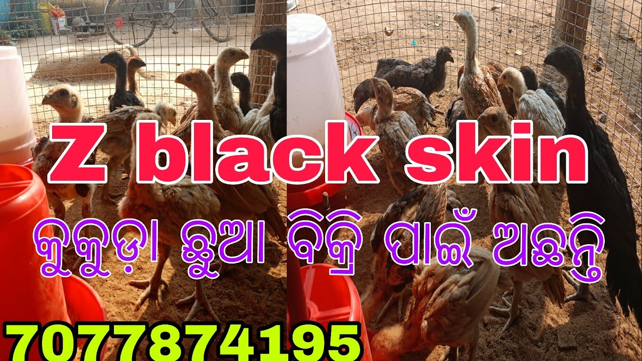 Black skin କ କୁକୁଡ଼ା ଛୁଆ ବିକ୍ରି ପାଇଁ ଅଛନ୍ତି କଳ କରନ୍ତୁ ବା ମେସେଜ କରନ୍ତୁ,#youtube #vlog