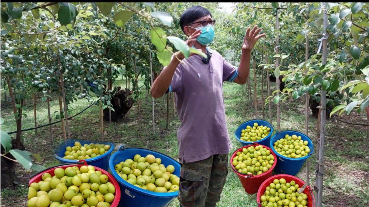 ปลูกพุทรา3รส พันธุ์แสงทอง ตอเดียว31ปีบนพื้นที่ข้างบ้าน4ไร่ทำรายได้ต่อปีหลักล้าน😃และไม่หวงวิชา