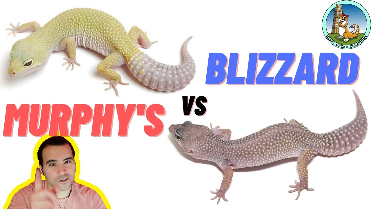 Murphy's Patternless vs Blizzard | Differences (2022)