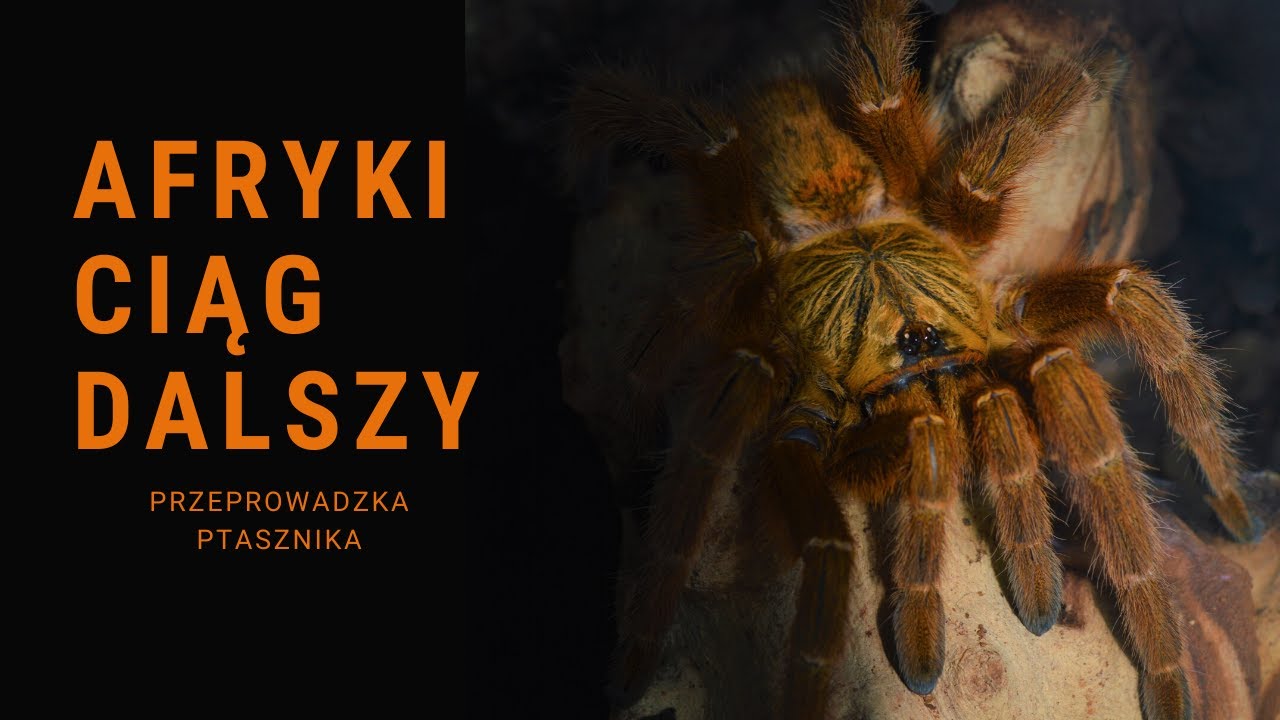 KULTOWY PTASZNIK,  czyli Pterinochilus murinus - info gatukowe