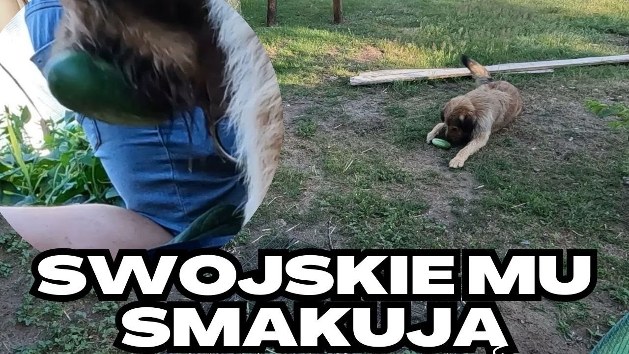 Ogórkowy złodziej