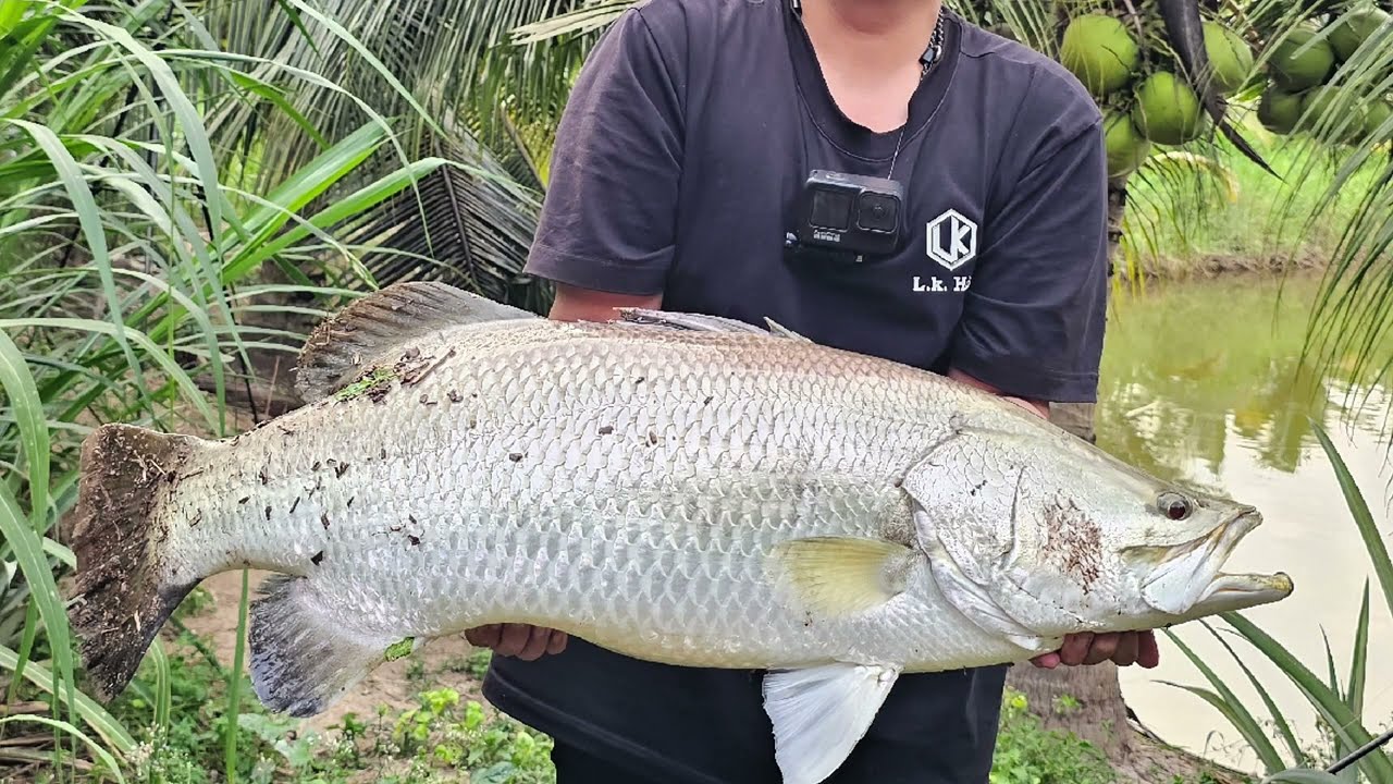 Lure dạo gặp chẻm khủng 