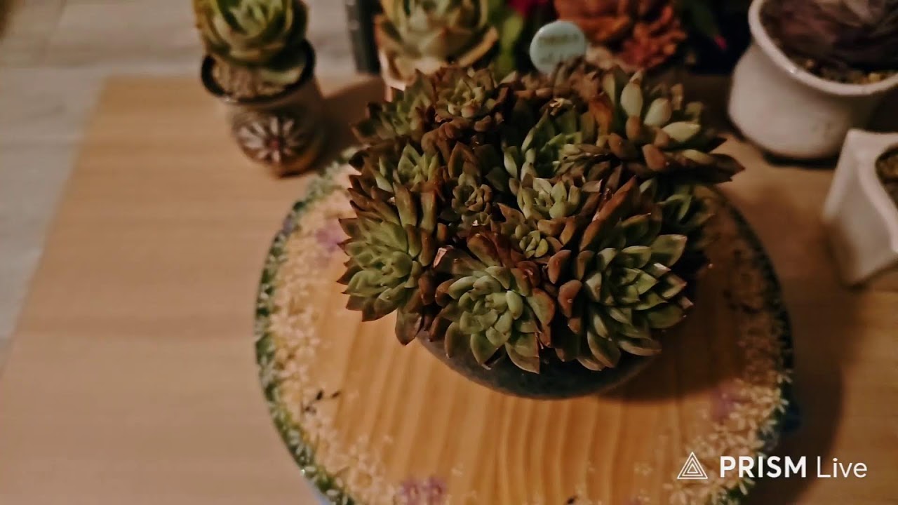 이쁜 다육.보리맘🌵🐰밤 라이브 스트리밍 중