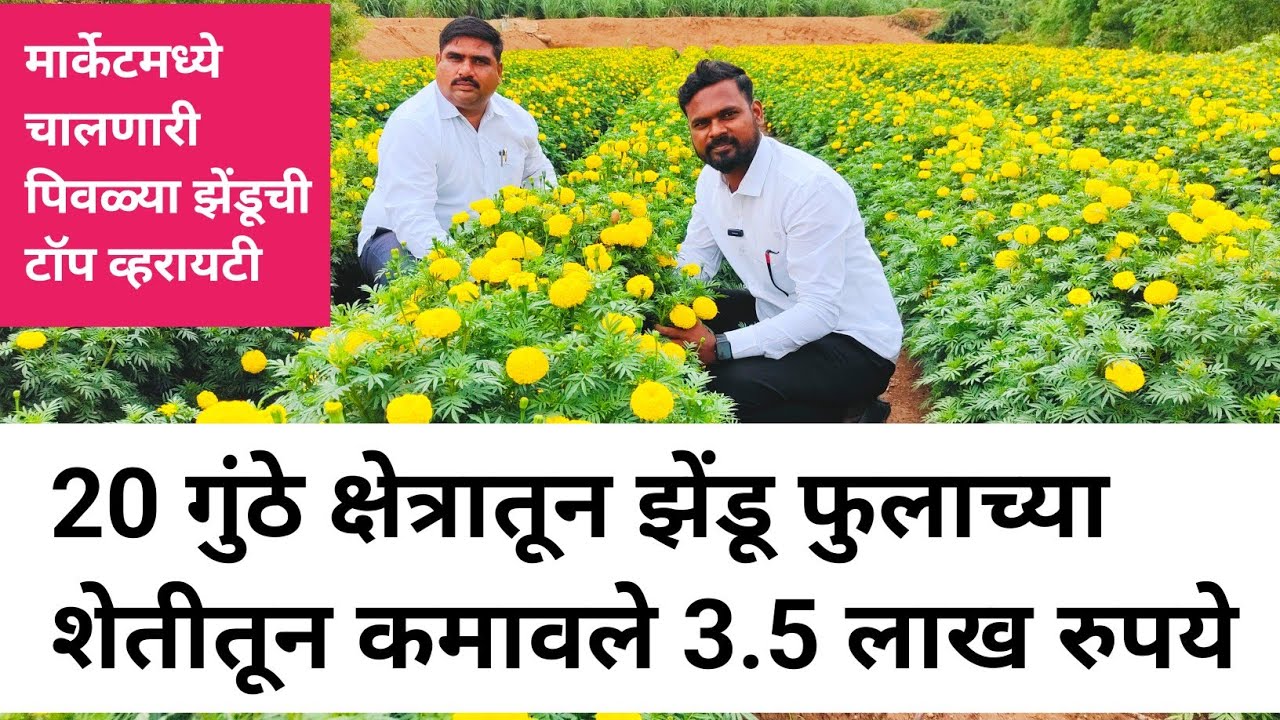 पिवळ्या झेंडूची टॉप व्हरायटी / झेंडू लागवडीतून शेतकऱ्याने कमावला लाखोंचा नफा / व्हिडिओ नक्की पहा...