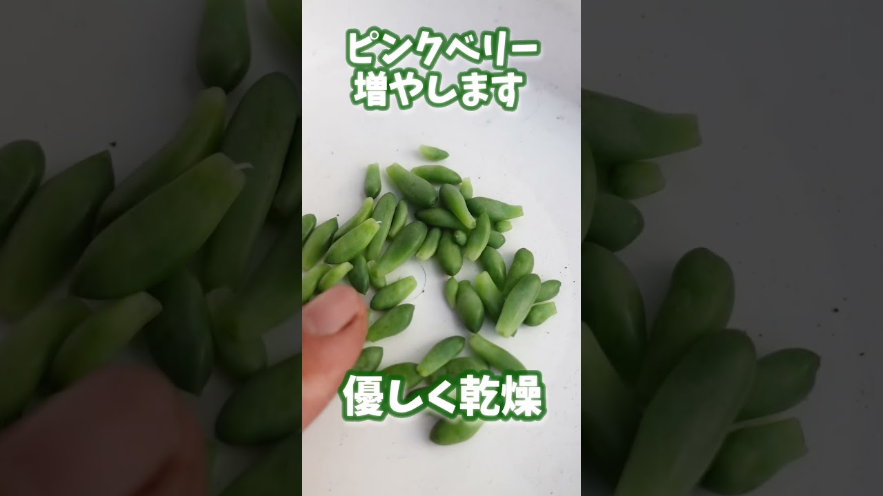 S35【つぶつぶ多肉の増やし方】こんな感じで増えます。つぶつぶがもりもり