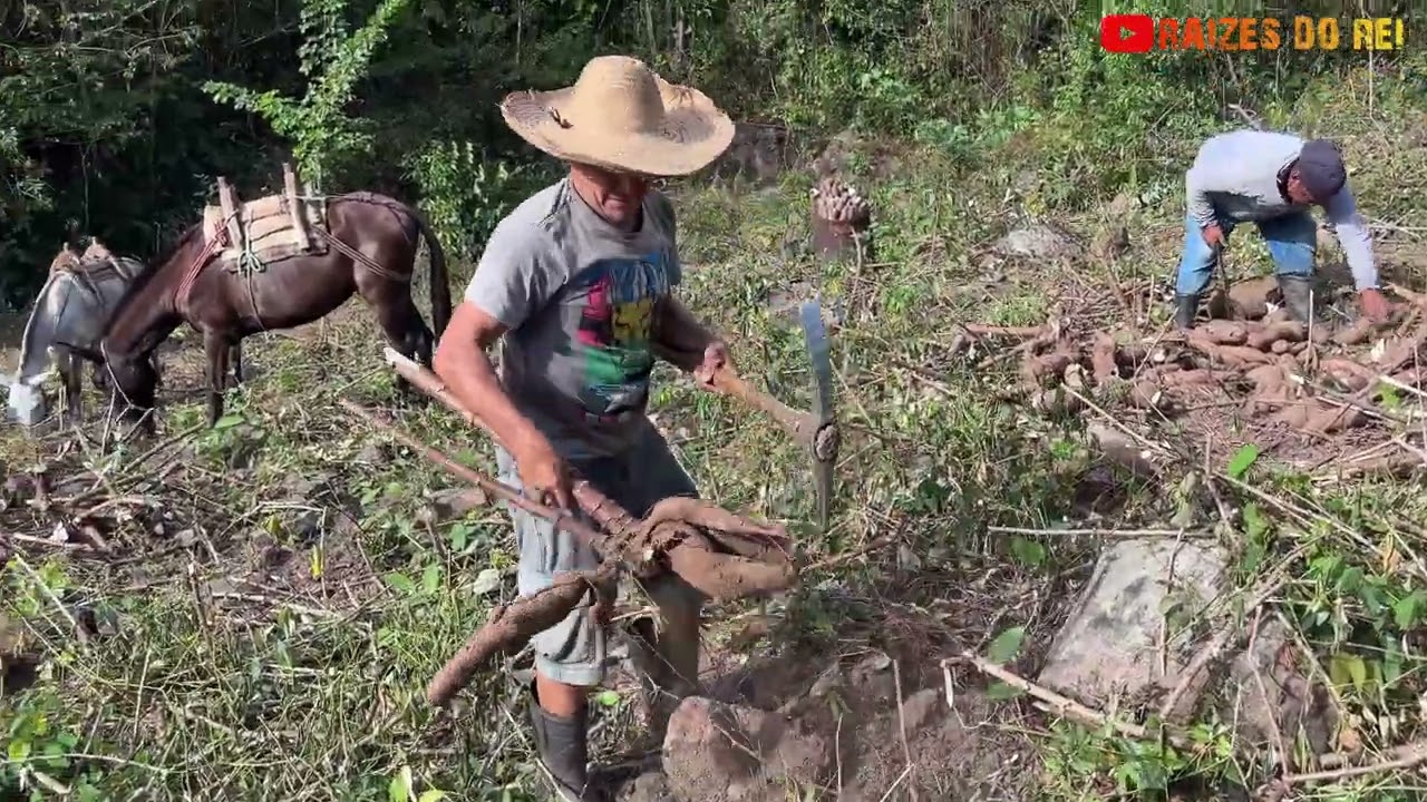 RAÍZES DO SERTÃO: A JORNADA DA MANDIOCA NA FARINHADA | RAÍZES DO REI